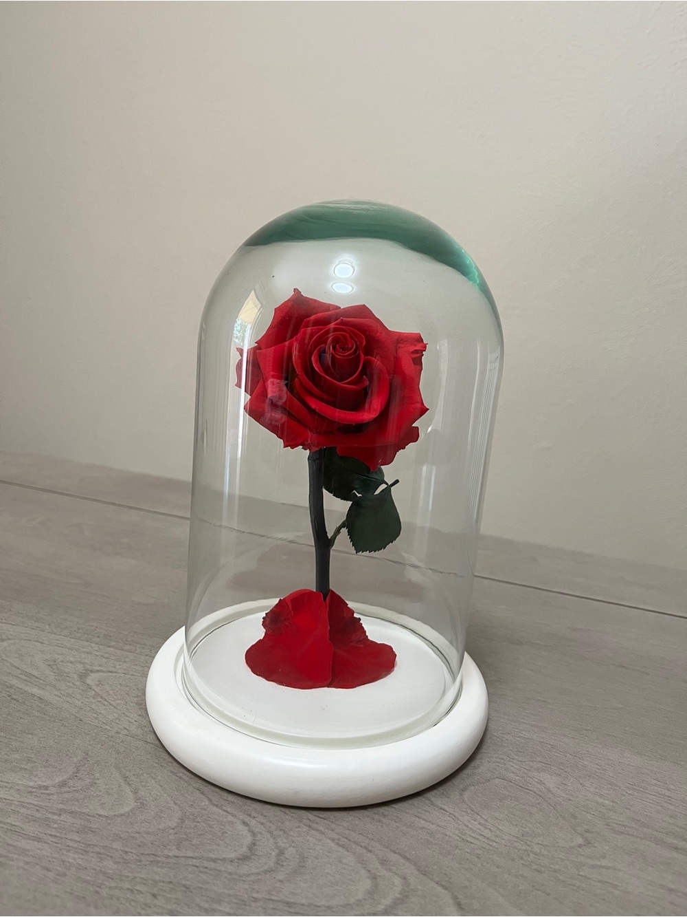 Natural preserved rose. Classic Red Rose Dome Home Art Display - Unbranded